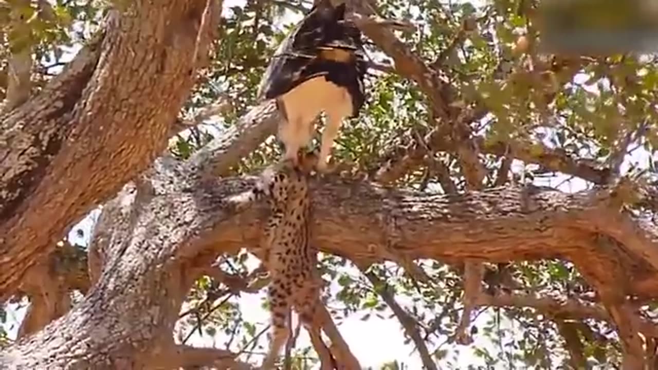 Mother Leopard Save Her Baby Fail and Hunt Eagle To Revenge