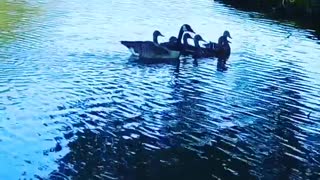 Mother Goose with Adopted Family