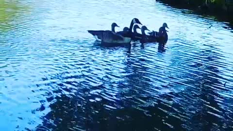 Mother Goose with Adopted Family