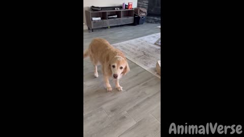 FUNNIEST PETS COMPILATION 1