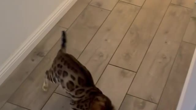 Cat playing with balloon