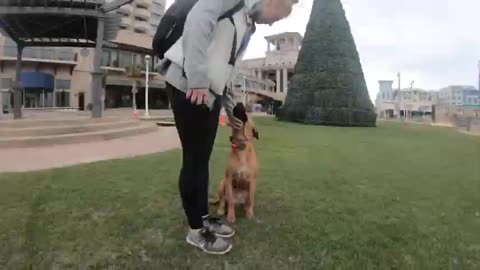 Blackmouth Cur "Bo" | Incredible Transformation | Puppy Trainers