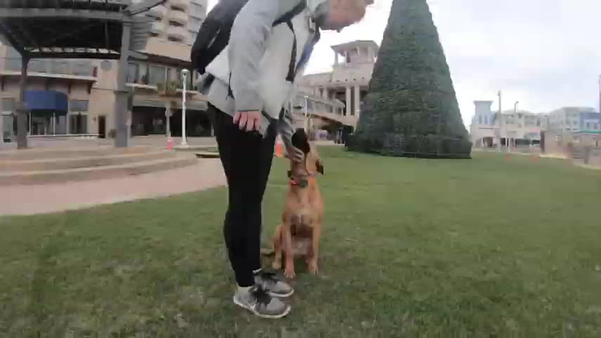 Blackmouth Cur "Bo" | Incredible Transformation | Puppy Trainers