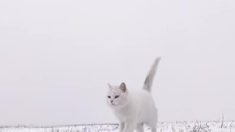 White cat on the snow hill