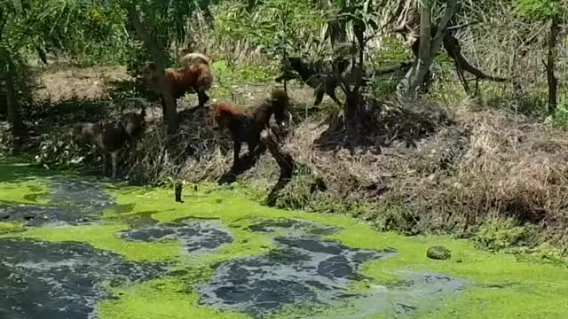 Four guard dogs vs Giant Monitor Lizard