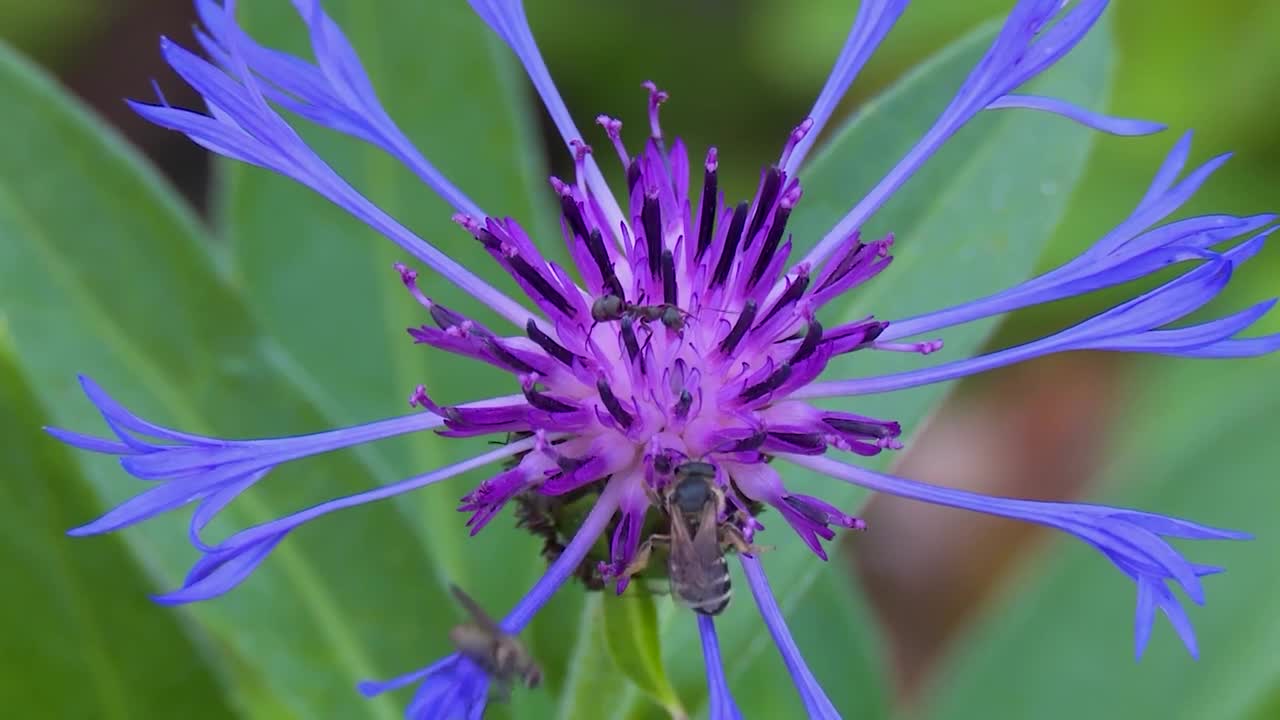 ants and bees drinking nector from cornflower