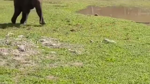 Pug Is Desperate For Little elephant To Play Ball With Him