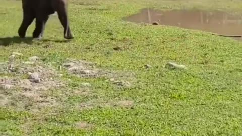 Pug Is Desperate For Little elephant To Play Ball With Him