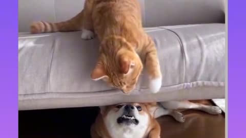 funny animal videos