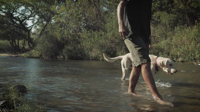 A man walks with his dog in a creek on a forest, low view