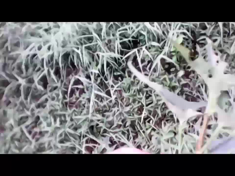 S1 E14 - Foraging