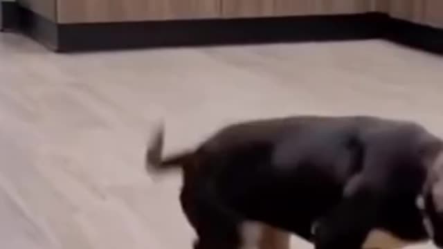 Funny animals try not to laugh 😂😂