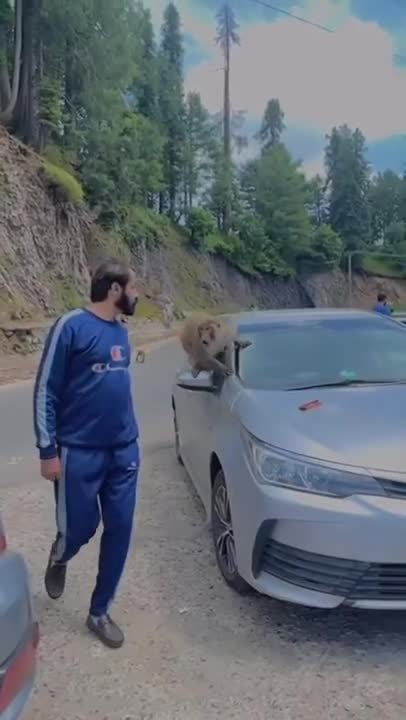 Proboscis Monkeys Leap Into Crocodile-Infested River