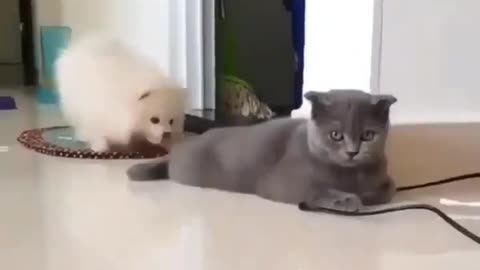 the dog pulls the cat