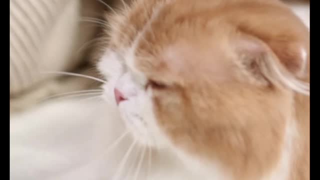 Beautiful cats.#cats activities.cute and funny cats vides compilation.#🥰