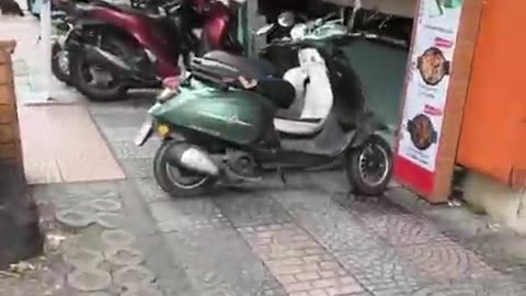 fatty demon pig - 2024 - October 15th