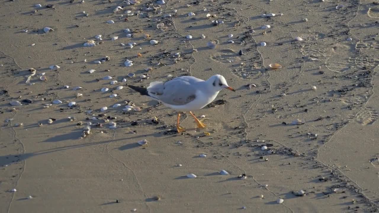 Birds Catching Fish in Sea beach