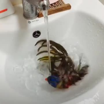 Bird Bath Bliss Watch This Feathered Friend Enjoy a Refreshing Dip #animal, #love, #bits