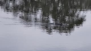 Stella the gator pt 2