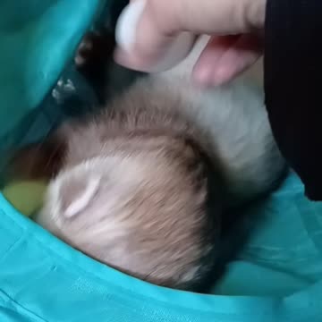 Romeo playing with his favorite toys!!