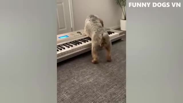 Funniest animal video 😂 funny dog and cat video