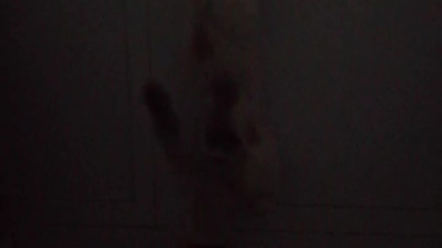Cat trying to open door