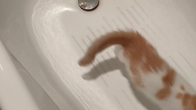 Adorable kitten Busya is getting ready to wash in the bathroom!