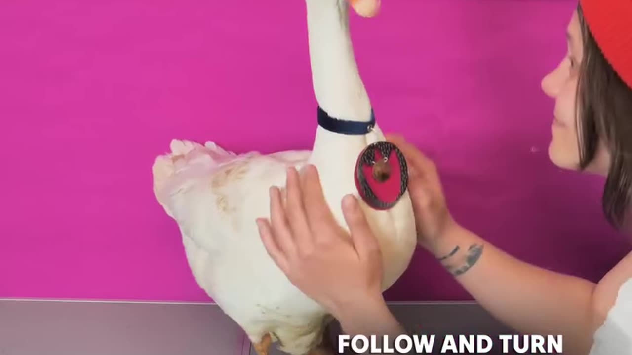 Craftsman makes a cute name tag for his pet goose