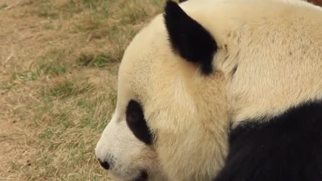 The lovely giant panda