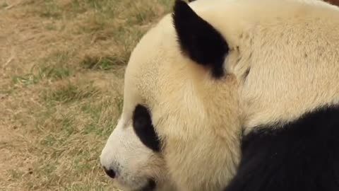 The lovely giant panda