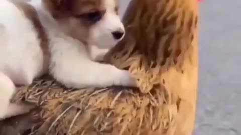 funny dog videos