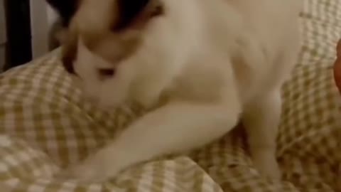 Funny cat video