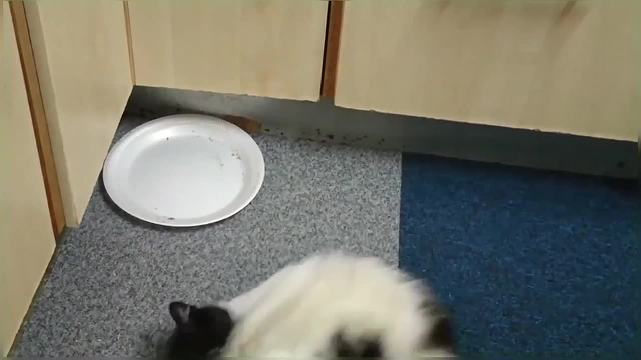 Cat has amazing first experience with CatNip