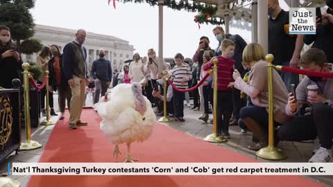 Turkeys "corn" and "cob" get the red carpet treatment in D.C.