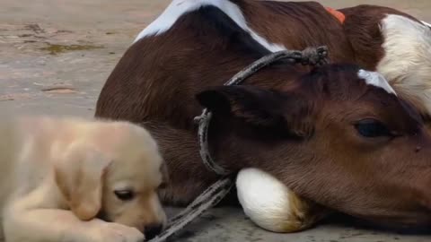 Cute puppy animal beautiful animals 😻 animal 😻 animal 😻