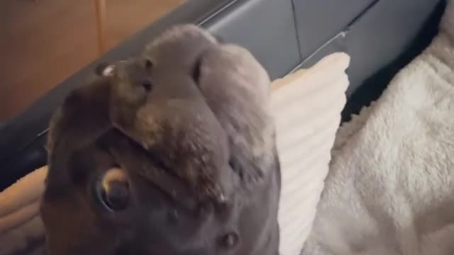 A very beautiful clip a dog eats a wonderful way for the first time