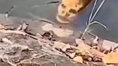 This is a beautiful and charming water-dwelling species