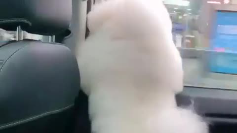 This adorable fluffy white dog has great footwork!!!