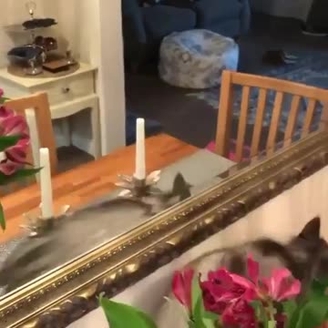 Another funny cat video