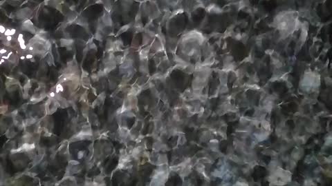 Fish in pool