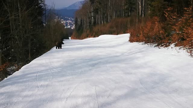 Skiing with a Bear on the Slopes