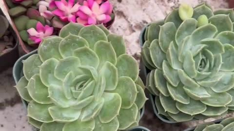 Potted succulent flowers are colorful and cute