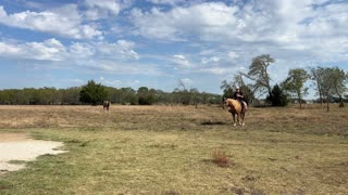 Riding a horse after two years of not being rode