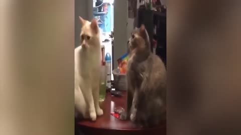 5 minutes funny cat dog competition 😂 funny animal videos