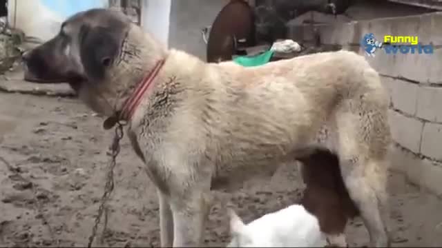 Dog wears Milk Pants to feed Baby Goats