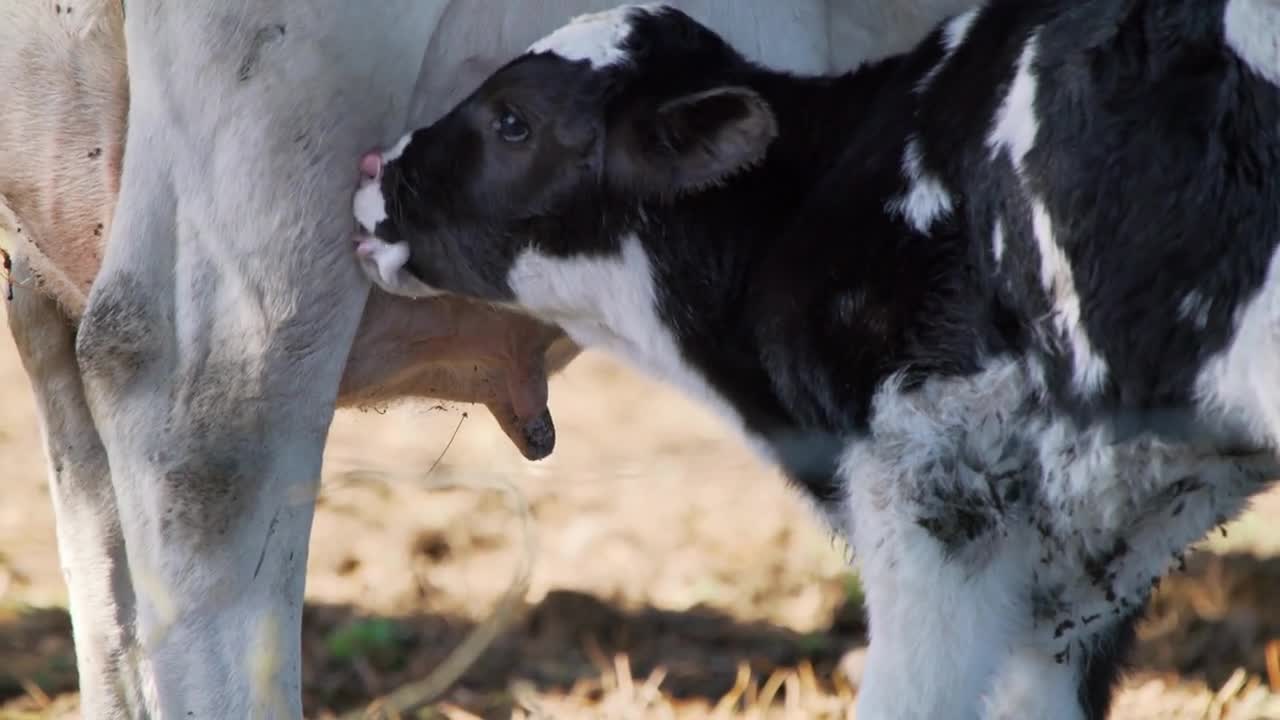 Closeup shot of a newborn calf trying to feed from its mother, black and white diary cows