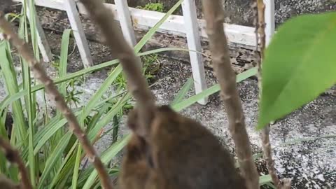 Baby squirrel (rescued)