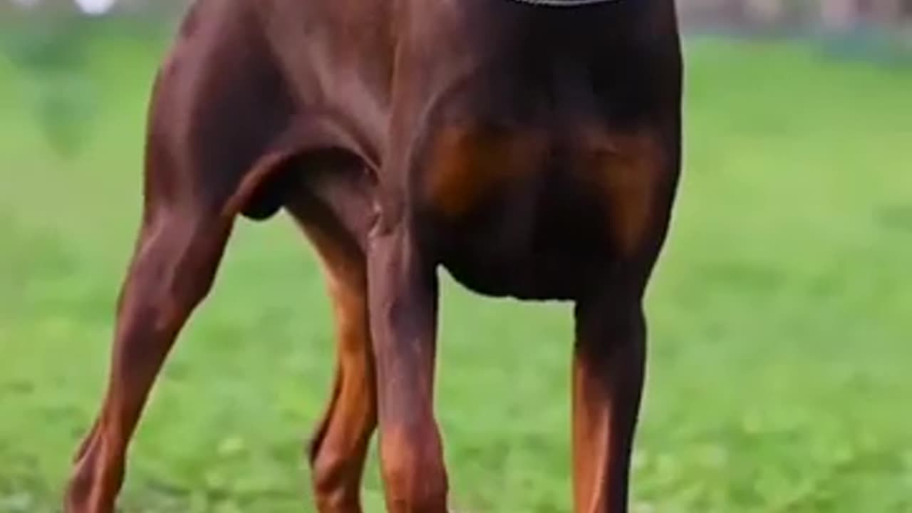 Doberman evolution