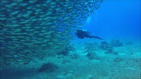 Diver records a Million of fish in one direction