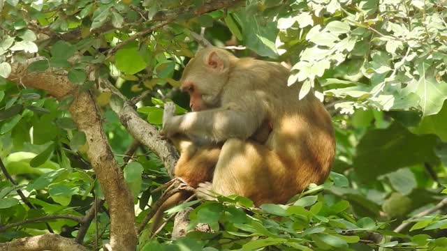 Mom and baby monkey